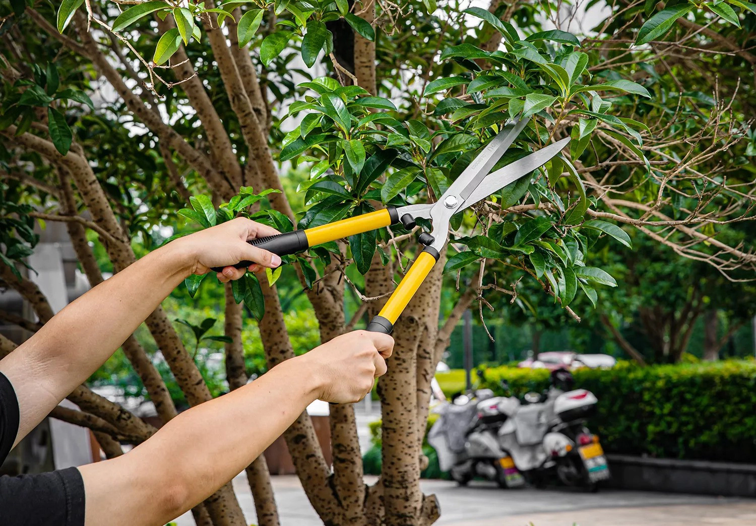 Pourquoi avons-nous besoin d'un cisaillement de jardinage?